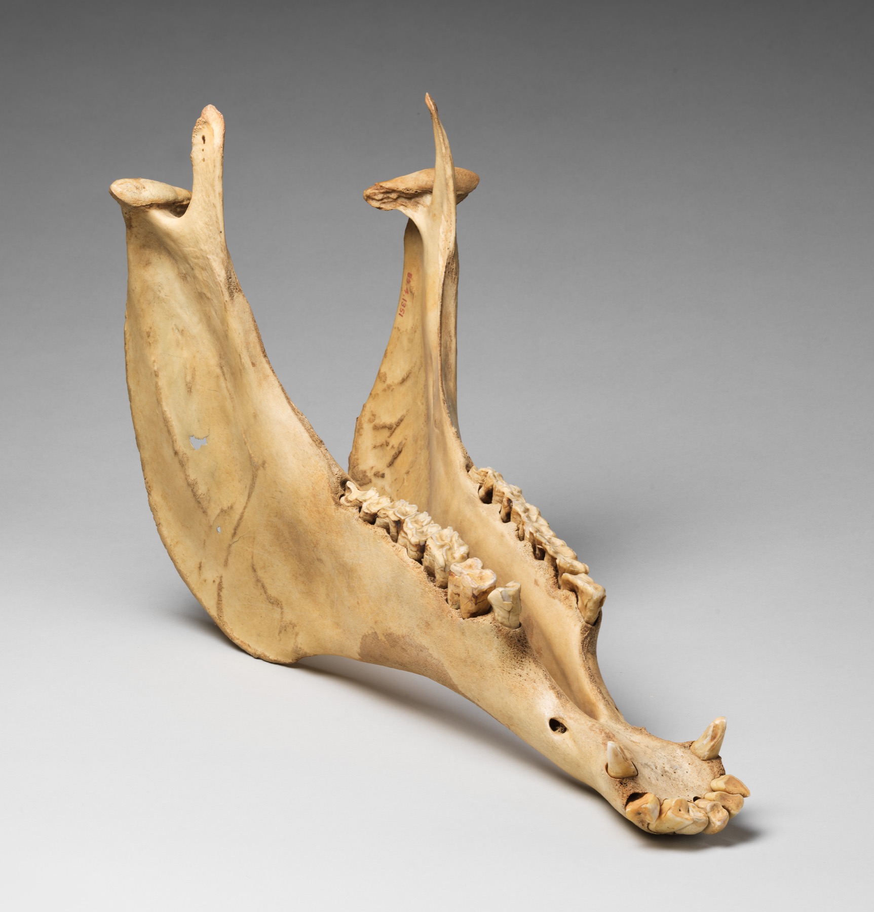 Nineteenth-century animal jawbone used as a shaken idiophone in the Metropolitan Museum of Art